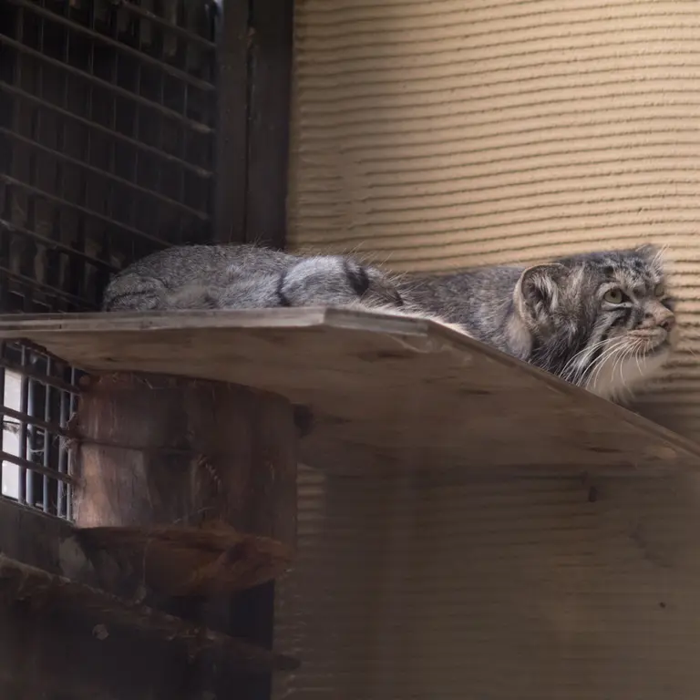 旭山動物園のヒデの写真