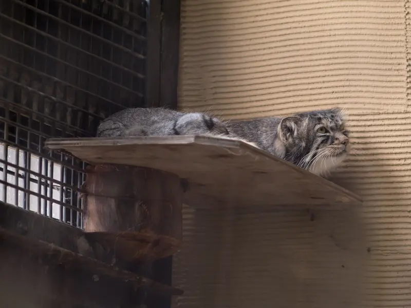 旭山動物園のヒデの写真