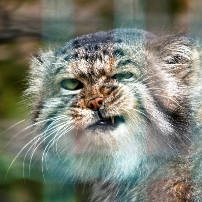 マクデブルク動物園のマヌルネコのジョナサン