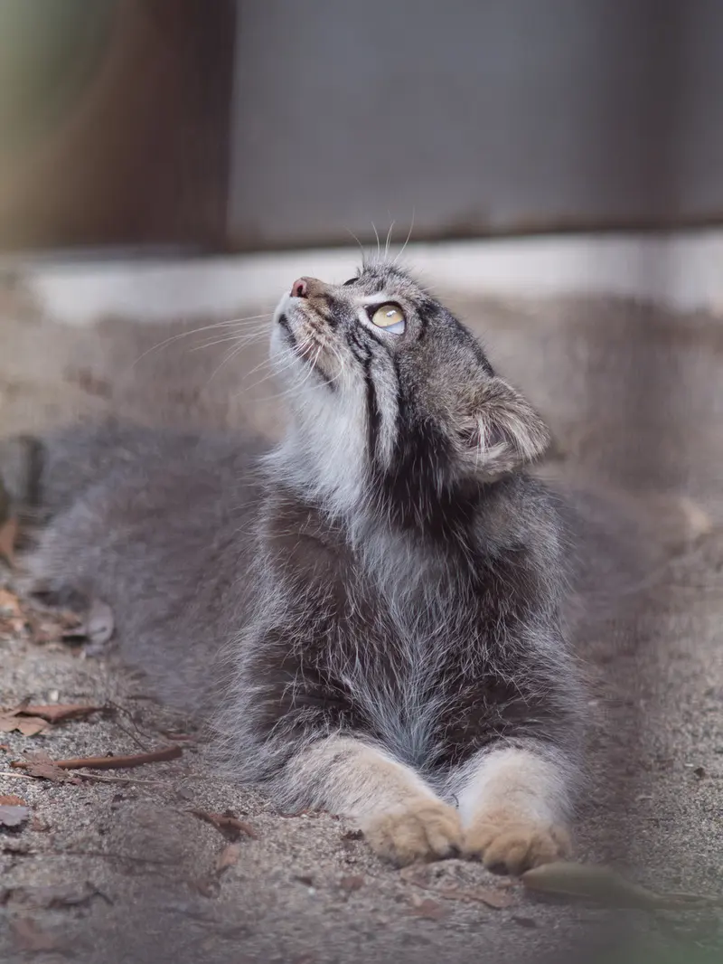 野毛山動物園のフィーガの写真