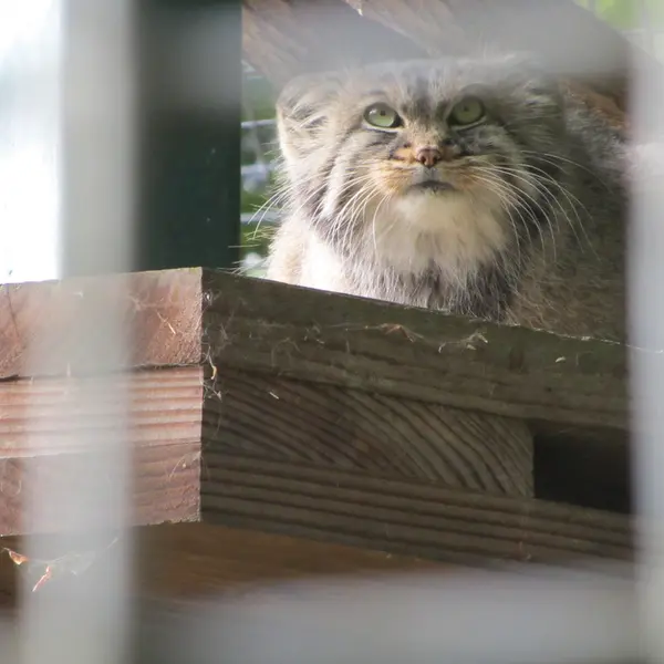 ザールブリュッケン動物園のカール・ハインツの写真