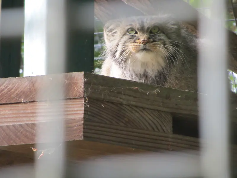 ザールブリュッケン動物園のカール・ハインツの写真