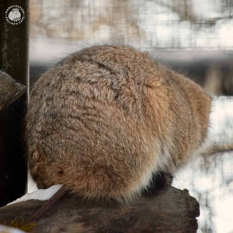 ノヴォシビルスク動物園のエルフの写真