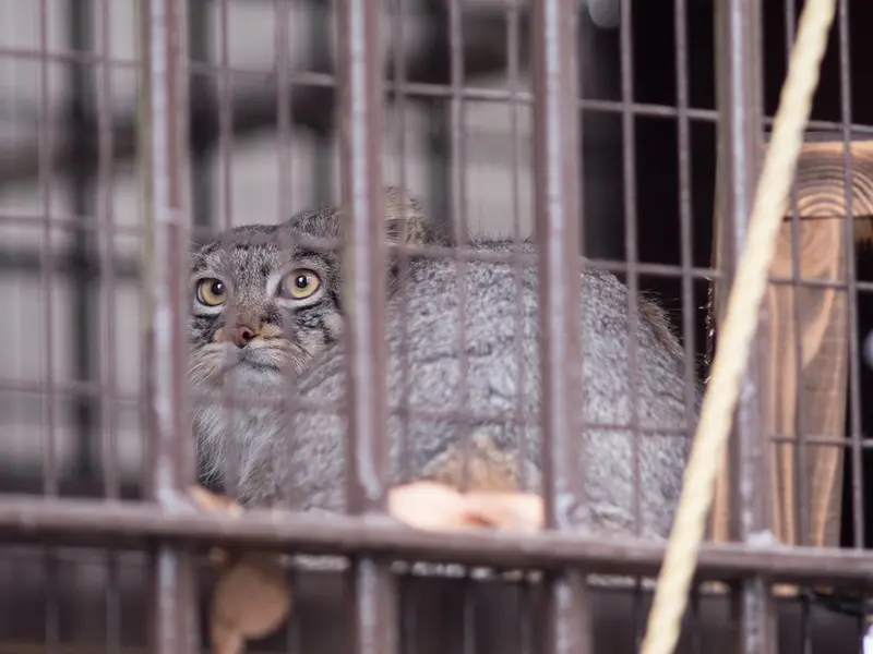 野毛山動物園のフィーガの写真