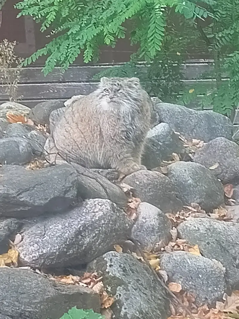 ポズナン新動物園のボジェンカの写真
