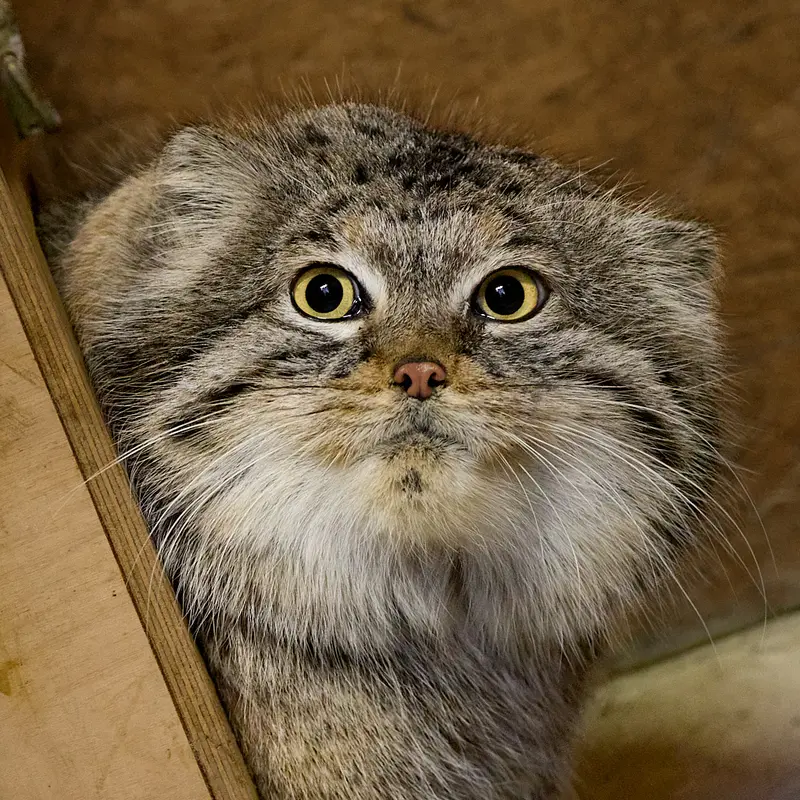 Poznan New Zooのマヌルネコのマゼラン
