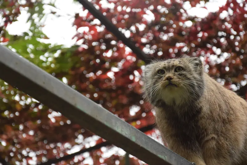 ブダペスト動物園・植物園のボフスの写真