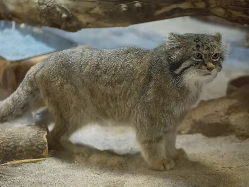 恩賜上野動物園のクリョンの写真