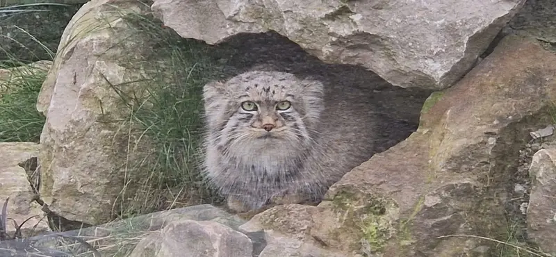 フトガの写真