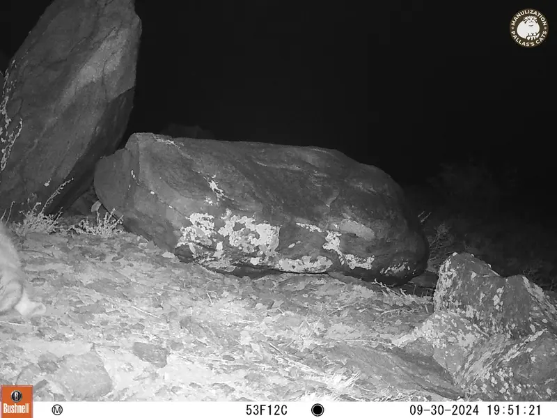 コシュカルカメラトラップで撮影したOtocolobus manul manulの写真