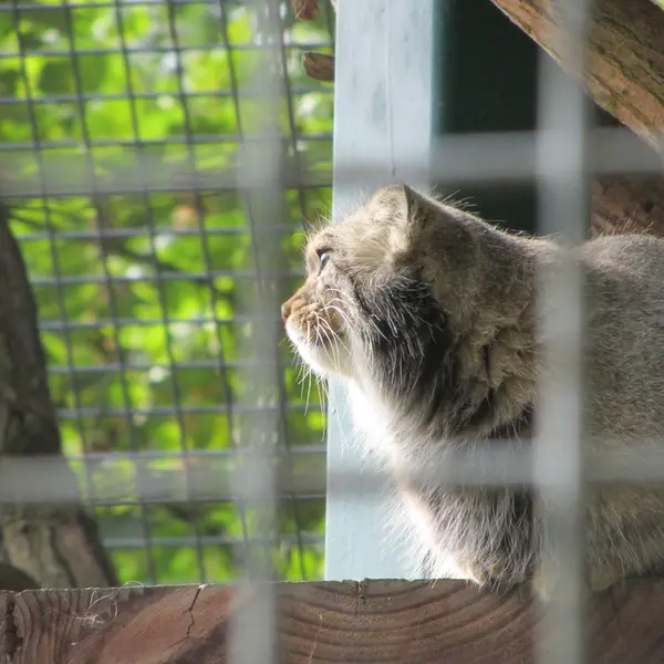 ザールブリュッケン動物園のカール・ハインツの写真