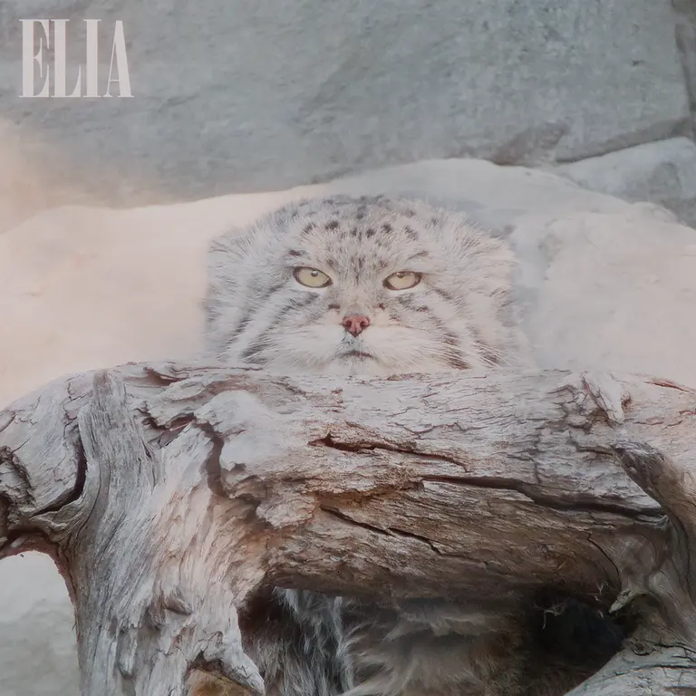 カルガリー動物園 / ワイルダー研究所のオラフの写真