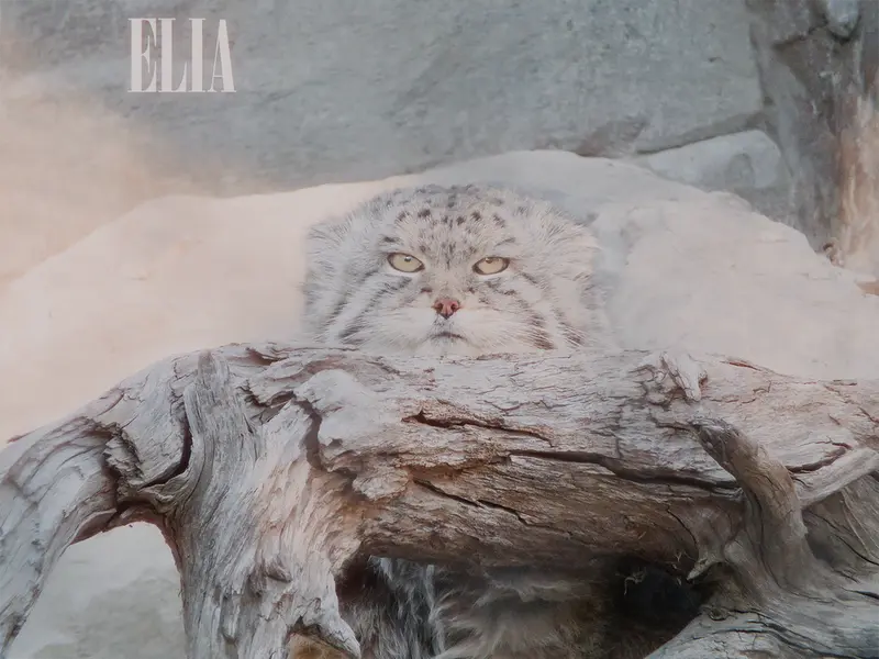 カルガリー動物園 / ワイルダー研究所のオラフの写真