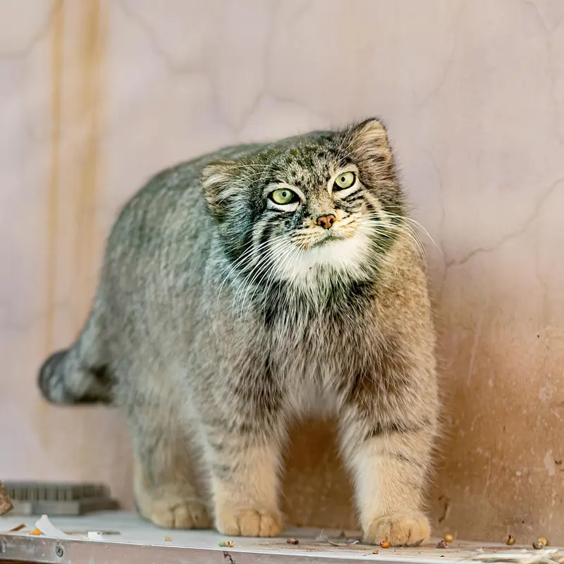 青海チベット高原野生動物園のスン・シャオメイの写真