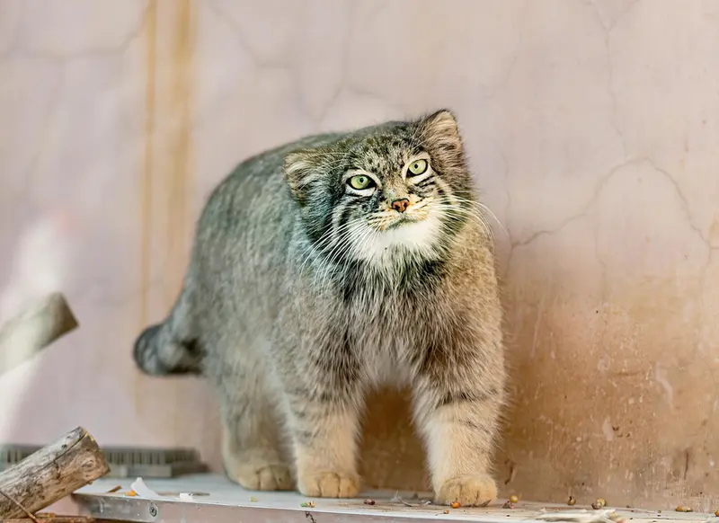 青海チベット高原野生動物園のスン・ダーニャンの写真