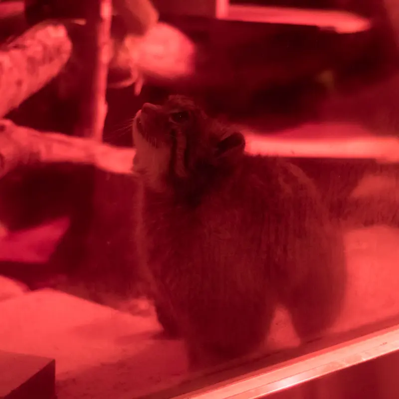 恩賜上野動物園のナイマの写真