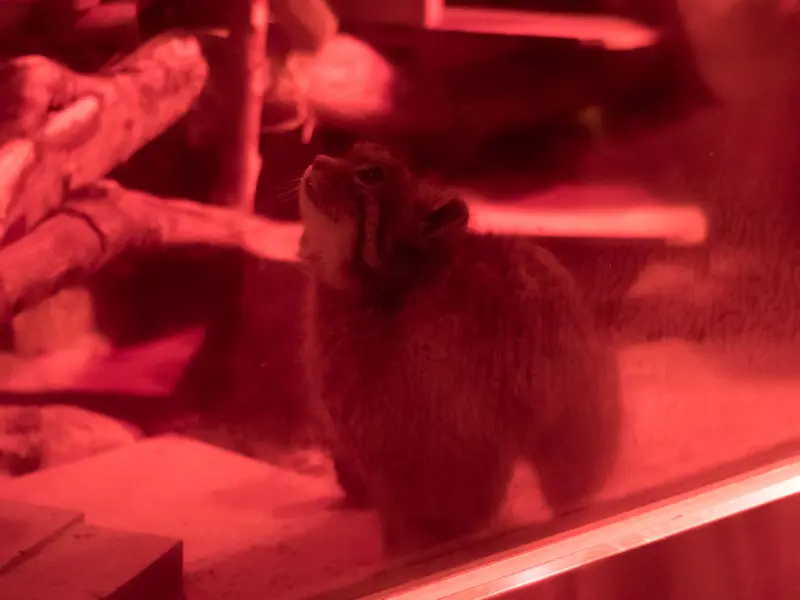 恩賜上野動物園のナイマの写真