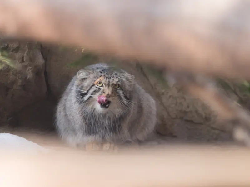 那須どうぶつ王国のナゴムの写真