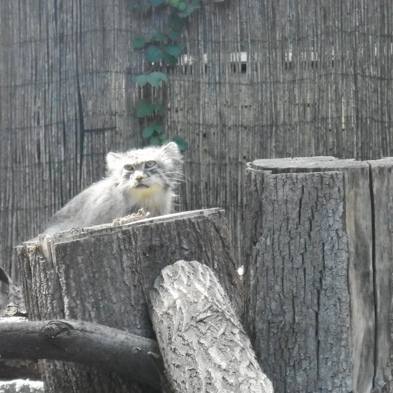マヌルネコの写真