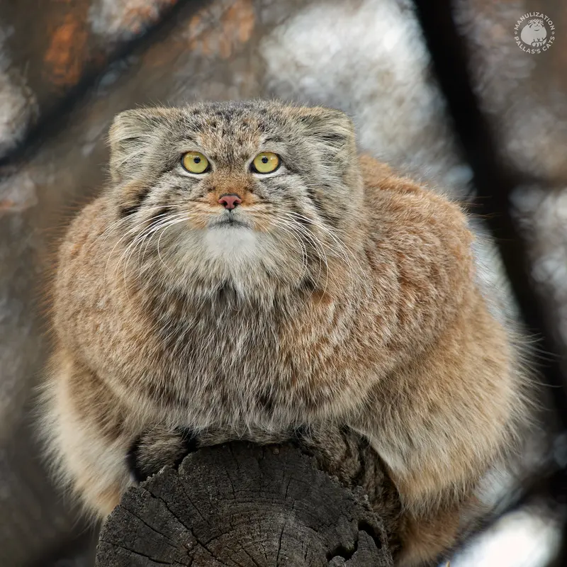 ノヴォシビルスク動物園のペペの写真