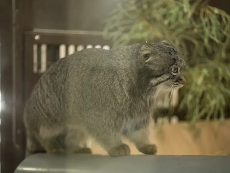 野毛山動物園のフィーガの写真
