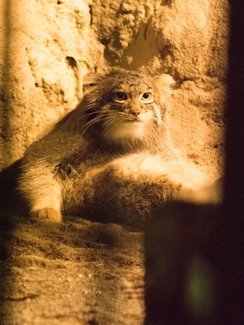 野毛山動物園のフィーガの写真