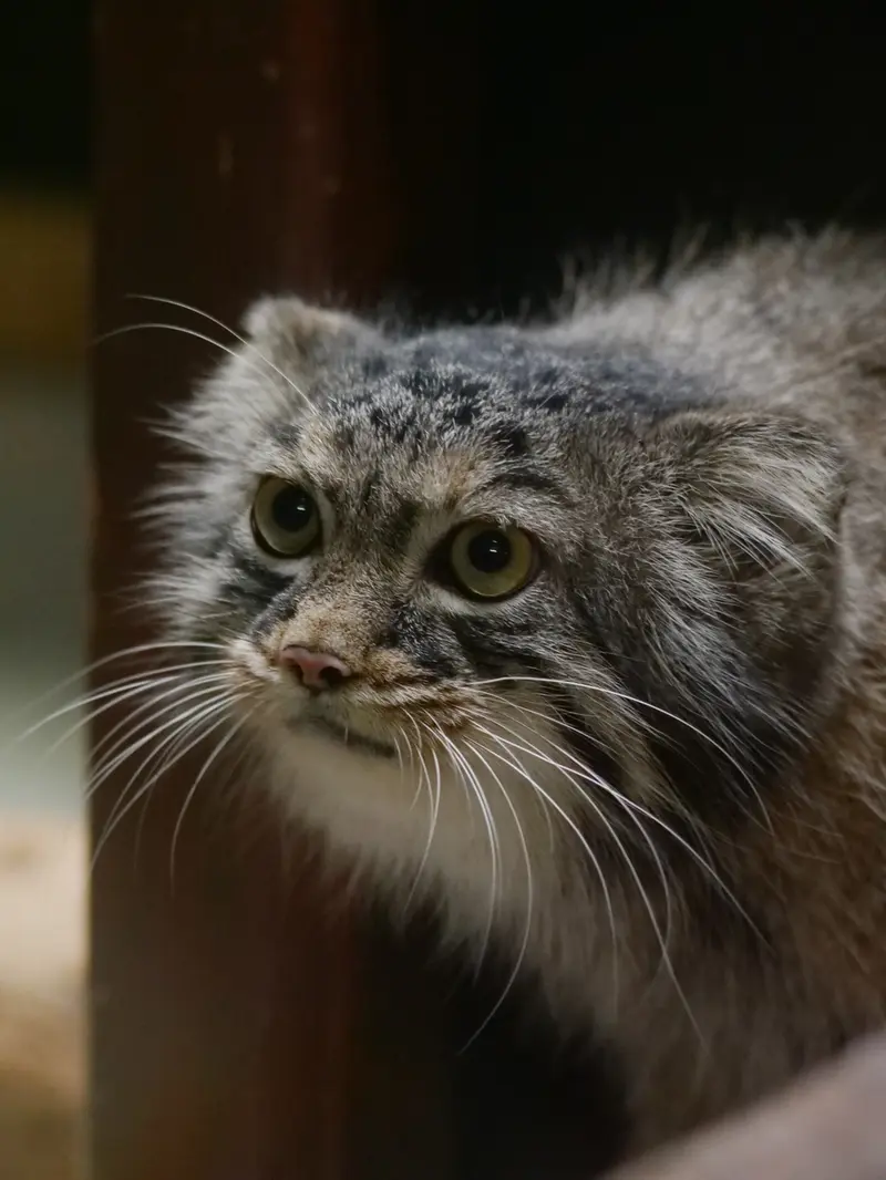 恩賜上野動物園のサフランの写真