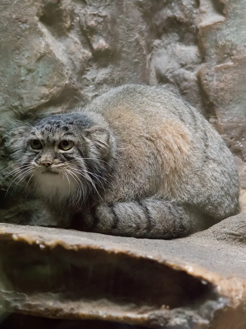 恩賜上野動物園のサフランの写真