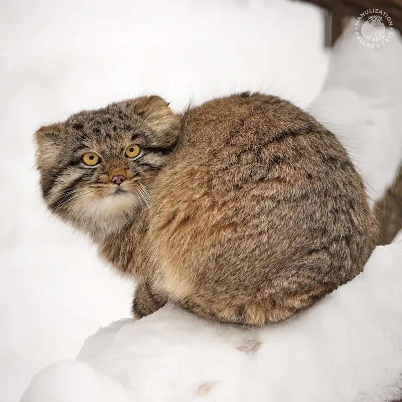 ノヴォシビルスク動物園のメンスの写真