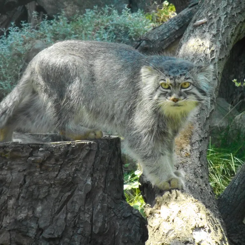 ヴロツワフ動物園のクビの写真