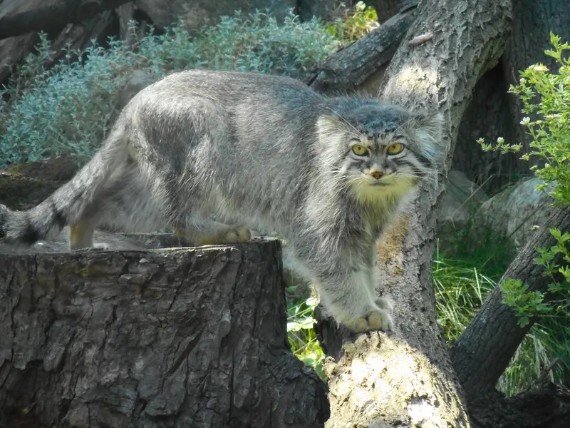 ヴロツワフ動物園のクビの写真