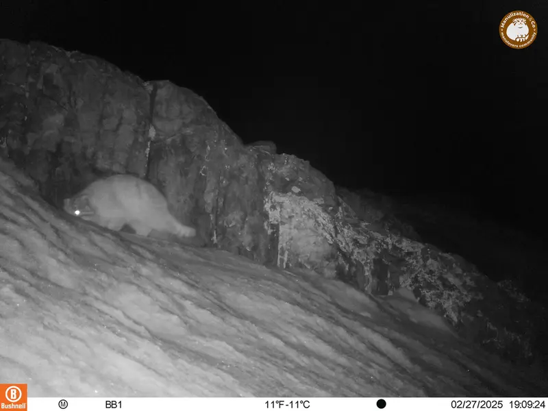 アクタス＝クンコラ［新］カメラトラップで撮影したOtocolobus manul manulの写真