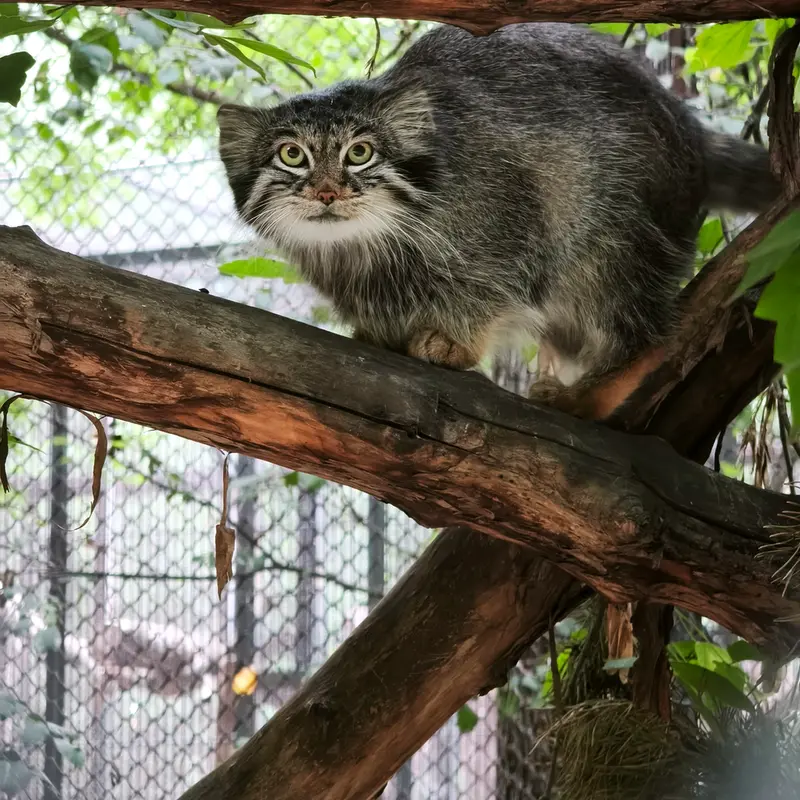ノヴォシビルスク動物園のスネジンカの写真