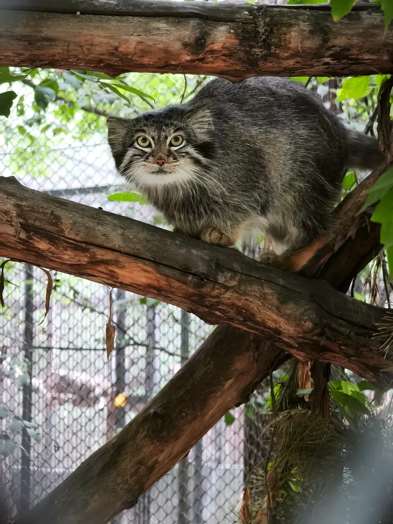 ノヴォシビルスク動物園のスネジンカの写真