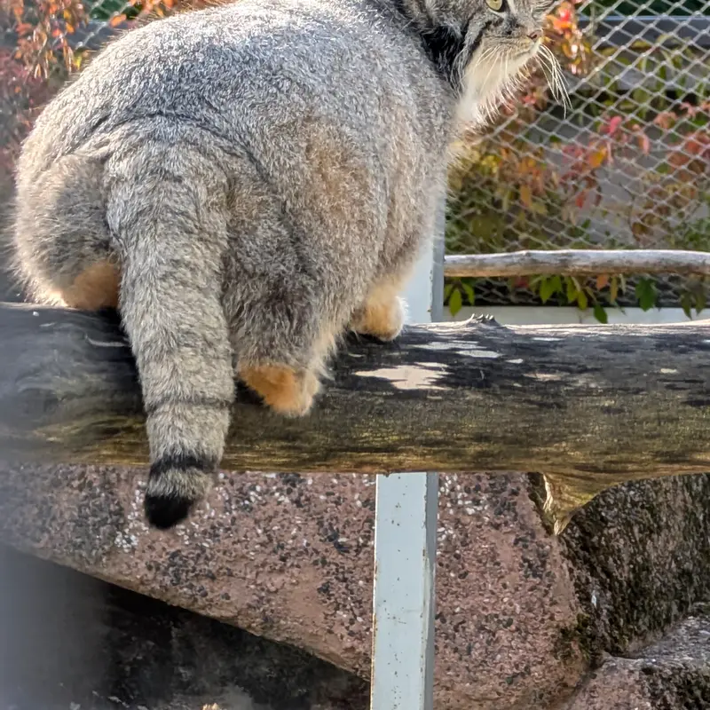 コルケアサーリ動物園のミミの写真