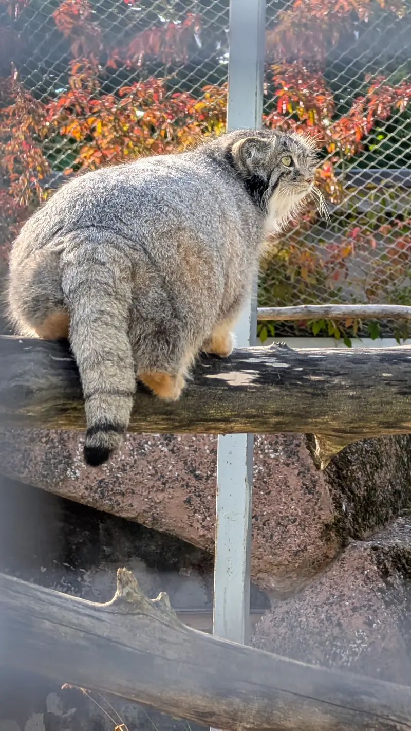 コルケアサーリ動物園のミミの写真