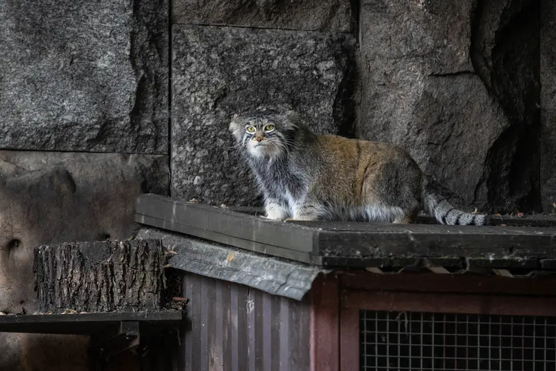 モスクワ動物園のティモフェイの写真
