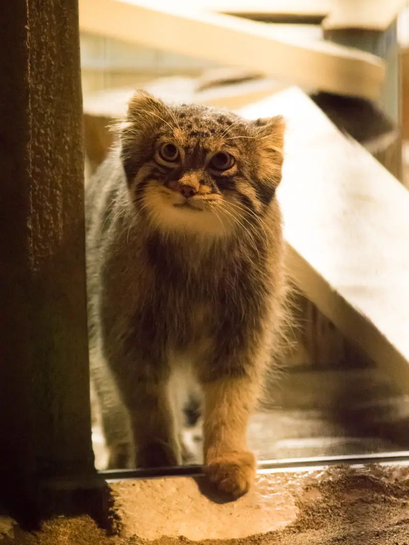 野毛山動物園のフィーガの写真