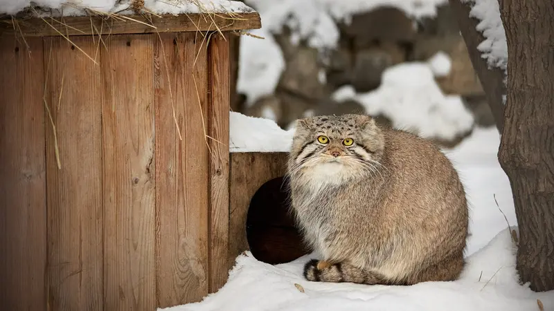 ノヴォシビルスク動物園のマヌルネコの動画