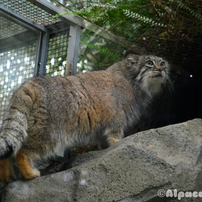 神戸どうぶつ王国のアズの写真