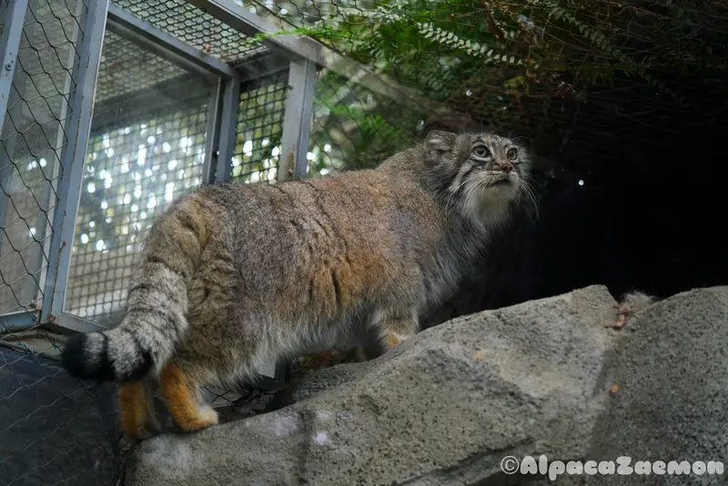 神戸どうぶつ王国のアズの写真