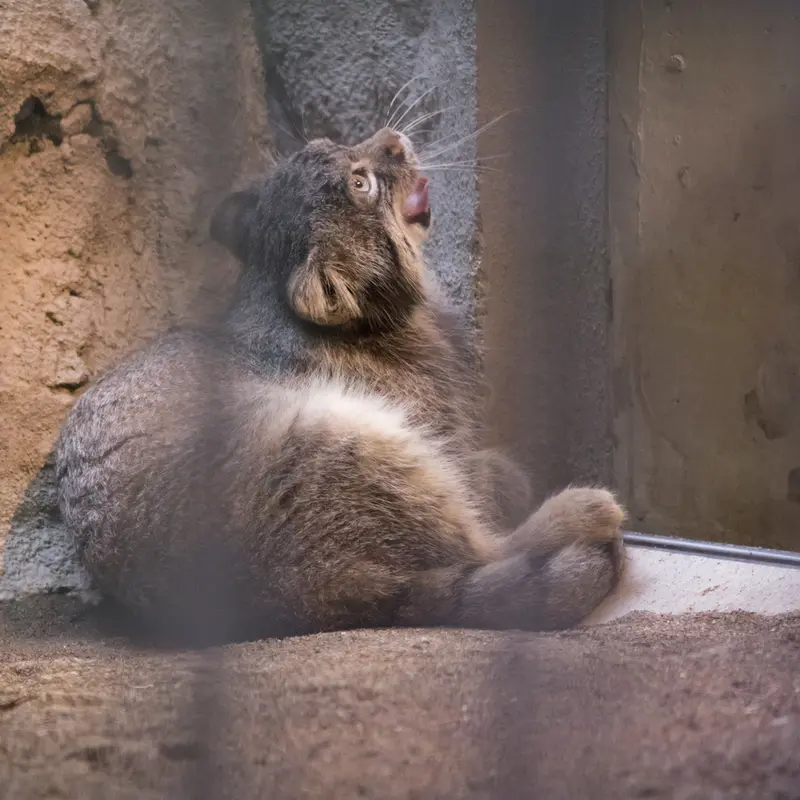 野毛山動物園のフィーガの写真