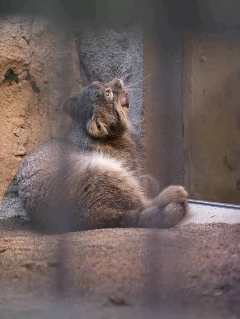 野毛山動物園のフィーガの写真