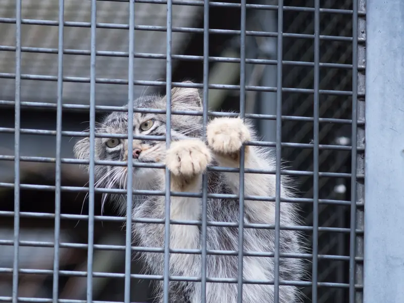 旭山動物園のヒデの写真