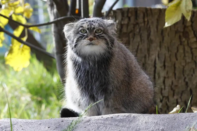 モスクワ動物園のティモフェイの写真