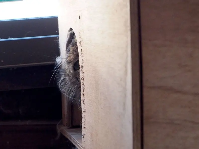 埼玉県こども動物自然公園のセバスチャンの写真