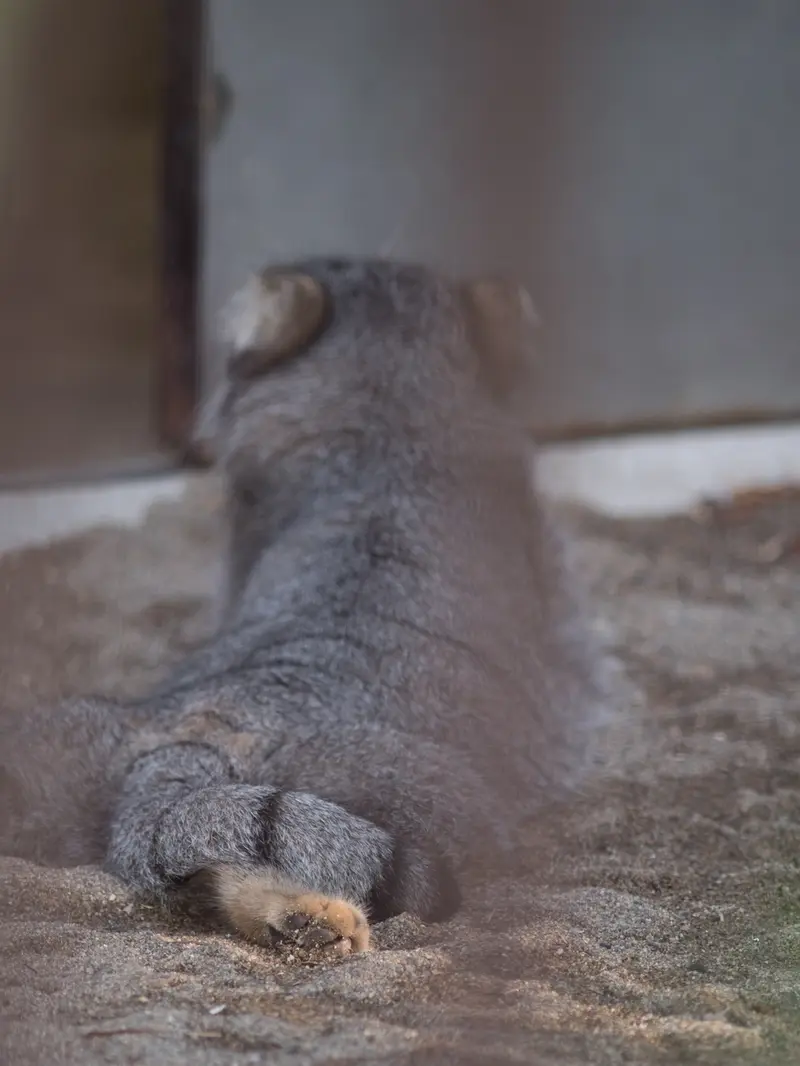 野毛山動物園のフィーガの写真