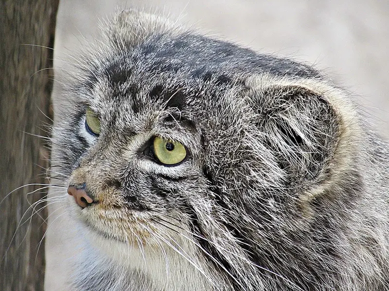 ノヴォシビルスク動物園のマヌルネコの写真
