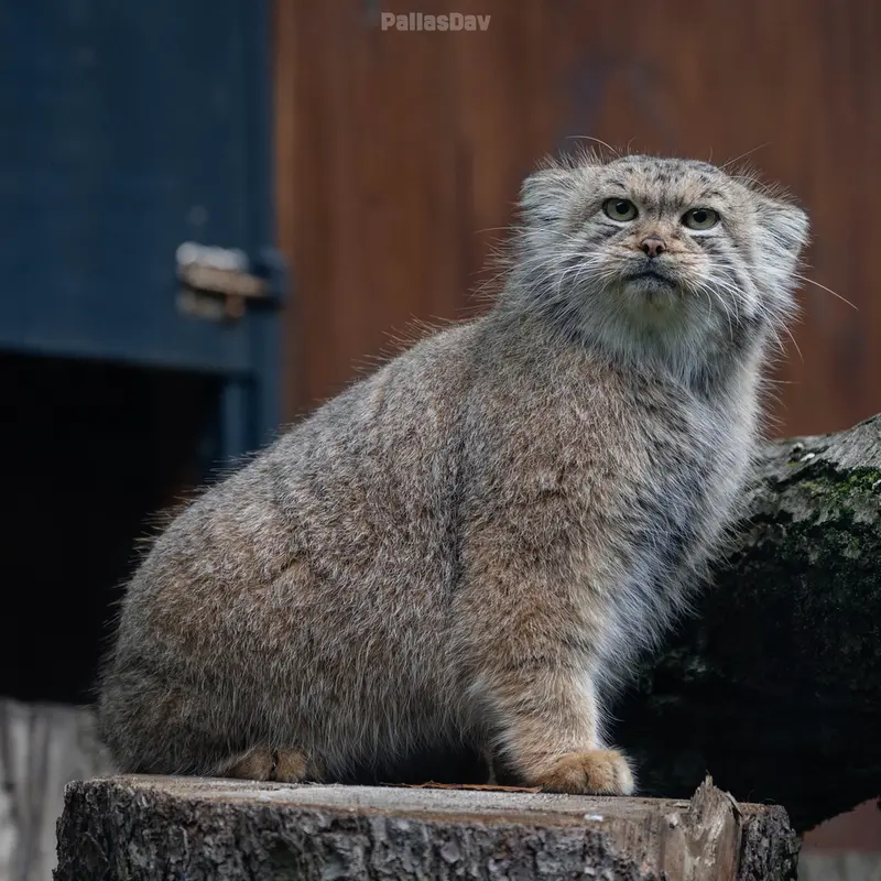 リトアニア動物園のメリッサの写真
