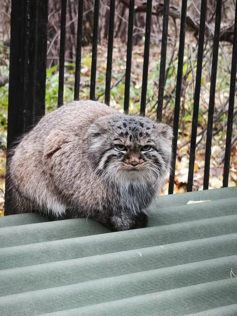 ノヴォシビルスク動物園のガビの写真